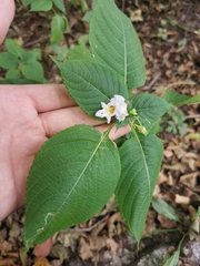 Impatiens edgeworthii