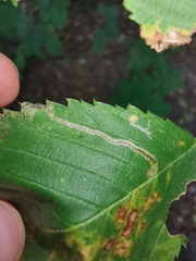 Stigmella lemniscella