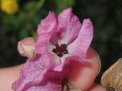 Royal bluebell (Guichenotia sarotes)