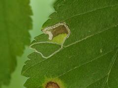 Stigmella ulmivora
