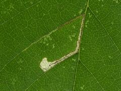 Stigmella ulmivora