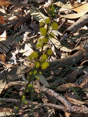 Acacia juncifolia