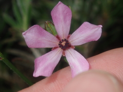 Tetratheca paucifolia