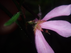 Tetratheca paucifolia