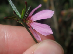 Tetratheca paucifolia