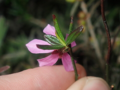 Tetratheca paucifolia