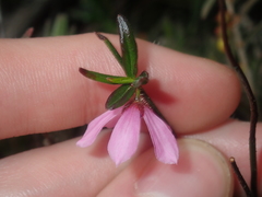 Tetratheca paucifolia