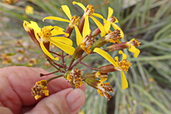 Senecio junceus