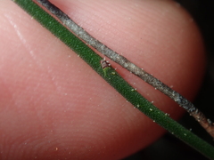 Tetratheca paucifolia