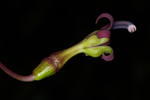 Burmeistera crispiloba