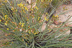 Senecio junceus