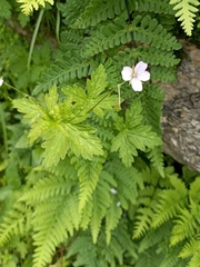 Geranium nepalense thunbergii