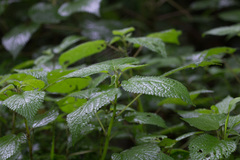 Laportea alatipes