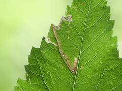 Stigmella ulmivora