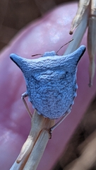 Ventocoris falcatus