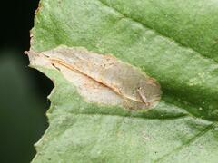 Phyllonorycter stettinensis