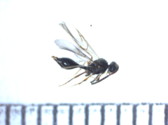 Aclista
