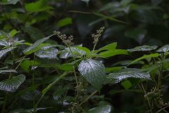 Laportea alatipes