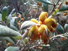Grevillea floribunda