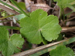 Hydrocotyle setulosa