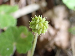 Hydrocotyle setulosa