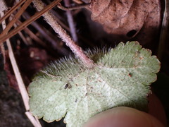 Hydrocotyle setulosa