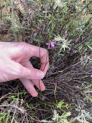 Tetratheca paucifolia