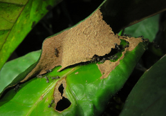 Dolichoderus thoracicus