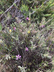 Tetratheca paucifolia