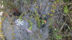 Mesembryanthemum canaliculatum