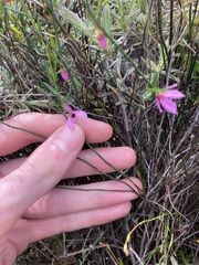 Tetratheca paucifolia