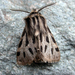Ocnogyna parasita - Photo (c) Luca Maurino, some rights reserved (CC BY-NC-SA), uploaded by Luca Maurino