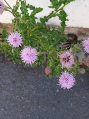 Cirsium arvense