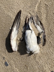 Calonectris diomedea
