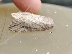 Spodoptera littoralis