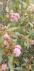 Eucalyptus albopurpurea