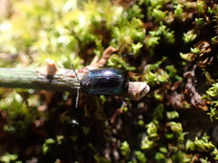 Phratora similis