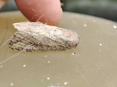 Spodoptera littoralis