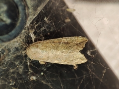 Spodoptera littoralis