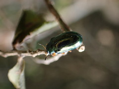 Plagiosterna formosana