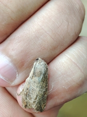 Spodoptera littoralis