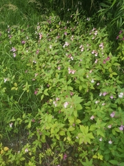 Impatiens glandulifera