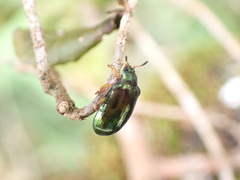 Plagiosterna formosana
