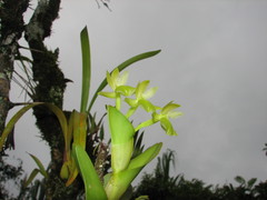 Image of Epidendrum hunterianum