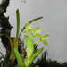 Epidendrum hunterianum - Photo (c) Kenneth Bader, some rights reserved (CC BY-NC), uploaded by Kenneth Bader