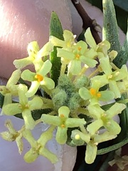 Pimelea microcephala