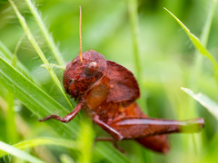 Gastrimargus marmoratus