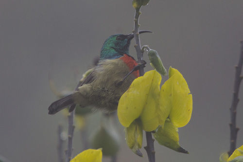 Eastern Double-collared Sunbird (Cinnyris mediocris), photo 7
