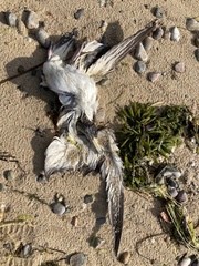 Calonectris diomedea