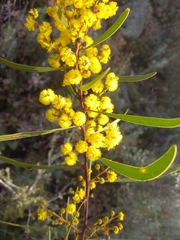 Acacia gladiiformis